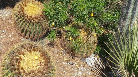 cactussen