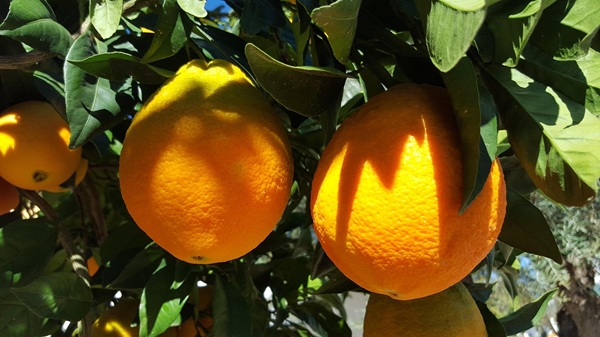 sinaasappels breed