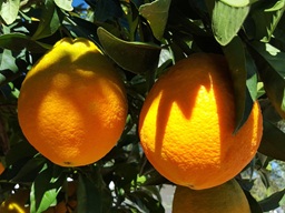 sinaasappels klein