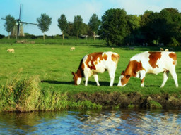 koeien hollands